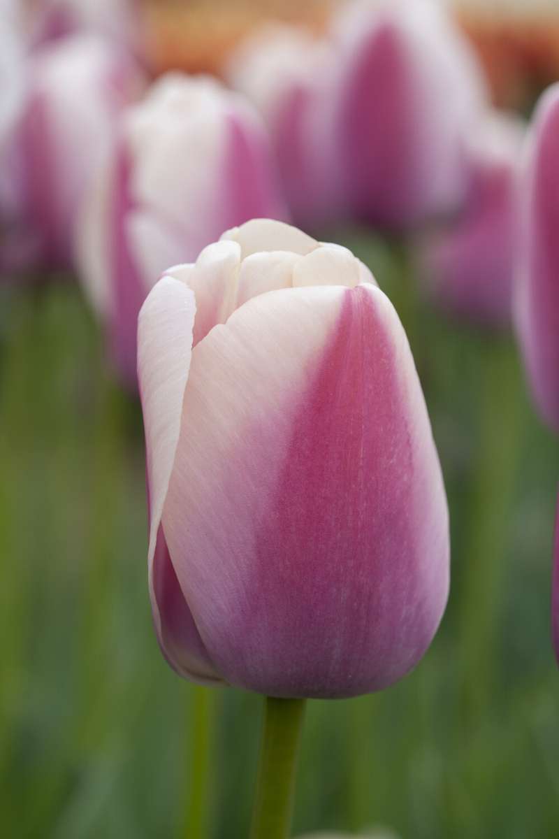 Tulipan 'Royal Pride'